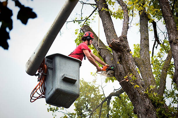 Best Tree Mulching  in Poquoson, VA